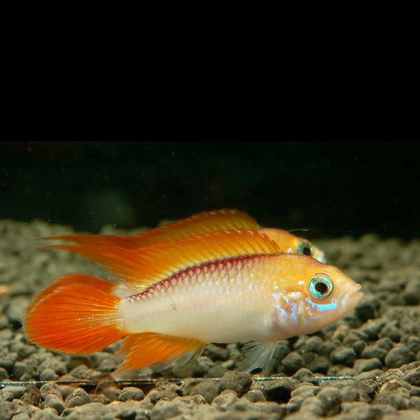 Apistogramma agassizii fire red